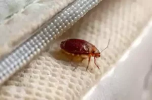 رش بق مبارك الكبير
