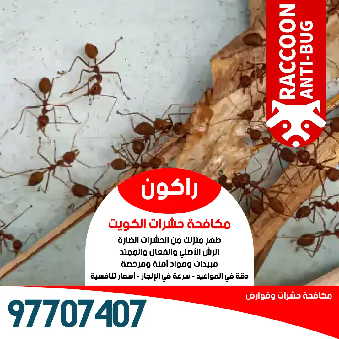 حلول نهائية للتخلص من أسراب النمل في المنازل والحدائق والساحات من راكون أفضل شركة مكافحة حشرات