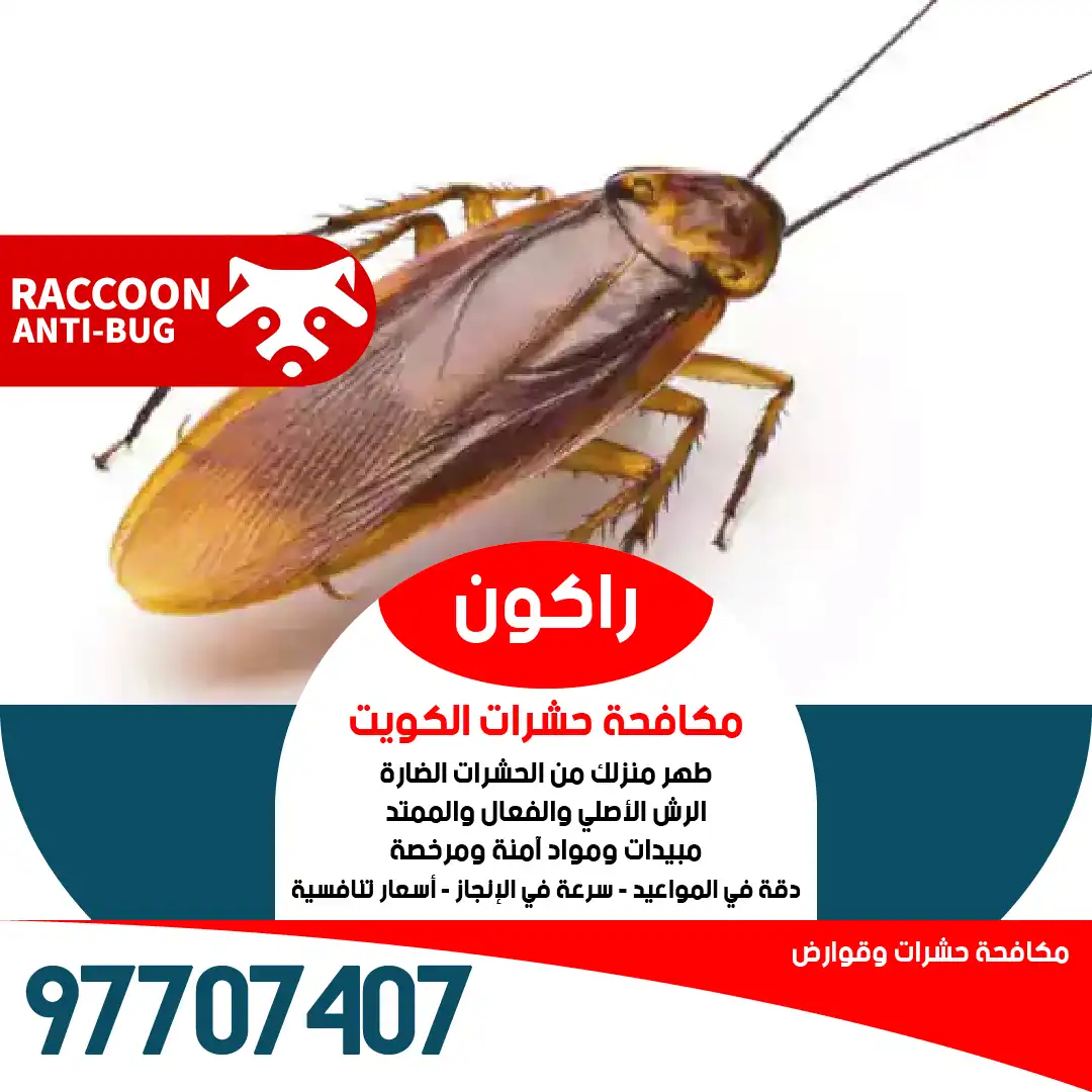 إبادة الصراصير نهائياً وبسرعة بواسطة فنيين من راكون أفضل شركة مكافحة حشرات