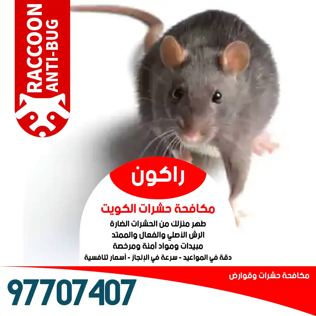 مكافحة الفئران والقوارض وتوزيع طعوم آمنة في السرداب والمزارع من راكون أفضل شركة مكافحة حشرات