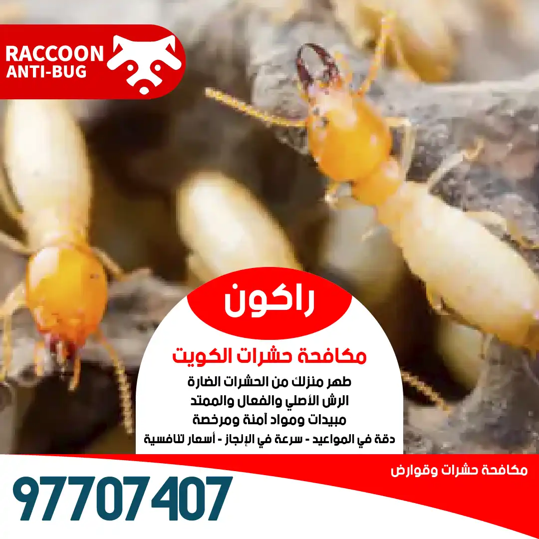 مكافحة بق الفراش باستخدام التبخير والرش المركز من خبراء راكون أفضل شركة مكافحة حشرات